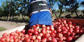 Crónicas Robadas: Una exportadora fue condenada por liquidar mal los precios de la fruta a un productor