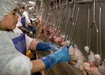 Son ocho los monos, Y son siete los frigoríficos que podrán comenzar a exportar pollos a China