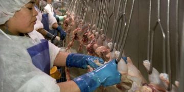 Son ocho los monos, Y son siete los frigoríficos que podrán comenzar a exportar pollos a China