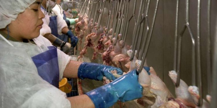 Son ocho los monos, Y son siete los frigoríficos que podrán comenzar a exportar pollos a China