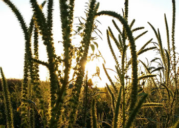 Malezas rebeldes: “De los 38 biotipos registrados en Argentina, la mitad son resistentes al glifosato”, advierte Fernando Oreja