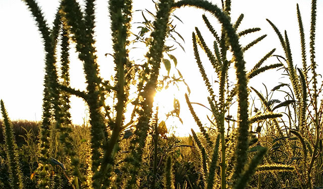 Malezas rebeldes: “De los 38 biotipos registrados en Argentina, la mitad son resistentes al glifosato”, advierte Fernando Oreja