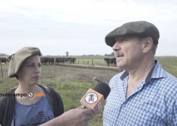 Los Lorens cuentan cómo hacen para meter 1,7 vacas por hectárea en la Cuenca del Salado, regenerado además el suelo