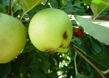 Los productores del peras y manzanas, a contrarreloj para darle pelea a la Carpocapsa