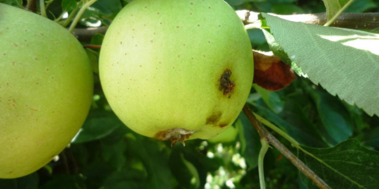 Los productores del peras y manzanas, a contrarreloj para darle pelea a la Carpocapsa