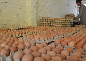Denuncian que la informalidad en el mercado del huevo ya supera el 50%