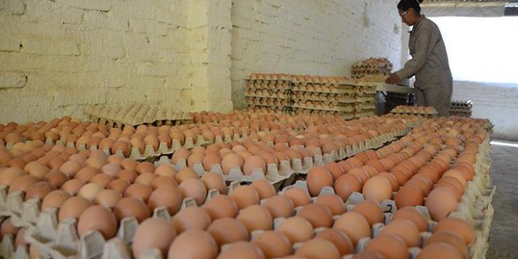 Denuncian que la informalidad en el mercado del huevo ya supera el 50%