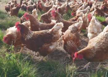 Los huevo de “gallinas libres” llegaron a los supermercados locales