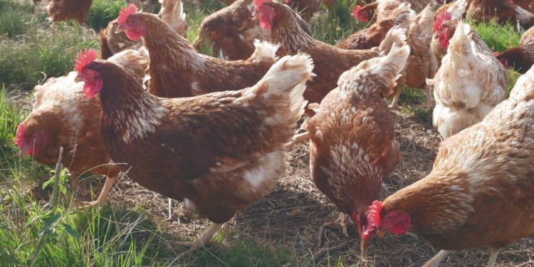 Los huevo de “gallinas libres” llegaron a los supermercados locales