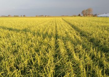Una tremenda pedrada en Pergamino provocó daños en la ciudad y se perdieron varios lotes de trigo y arveja
