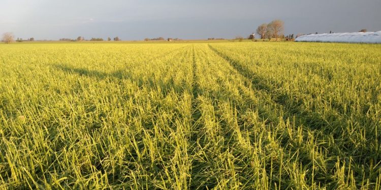 Una tremenda pedrada en Pergamino provocó daños en la ciudad y se perdieron varios lotes de trigo y arveja