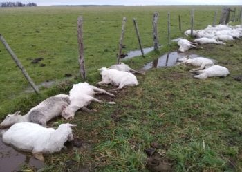 Fatídico cambio climático: Se murieron de hipotermia unas 5 mil ovejas en Corrientes