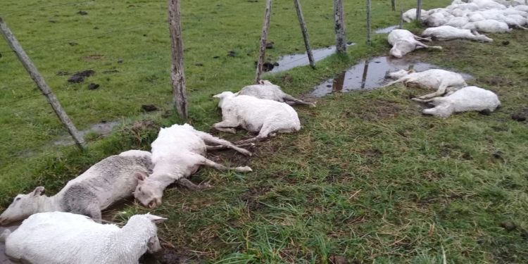 Fatídico cambio climático: Se murieron de hipotermia unas 5 mil ovejas en Corrientes