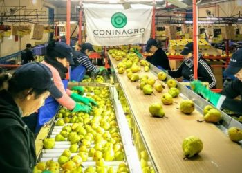 Una cooperativa vendió peras a Perú: “El Estado ganó mas plata con los derechos de exportación que el productor”