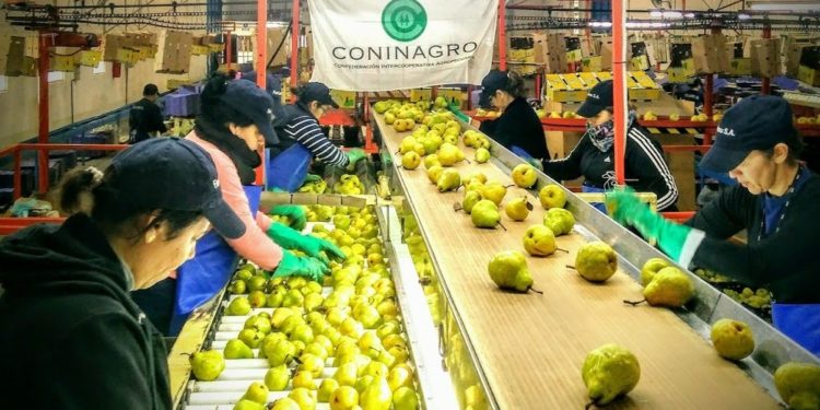 Una cooperativa vendió peras a Perú: “El Estado ganó mas plata con los derechos de exportación que el productor”