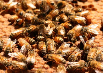 Otro estudio de la FAUBA echa sombras sobre el glifosato: Afirma que retrasa el desarrollo de las abejas