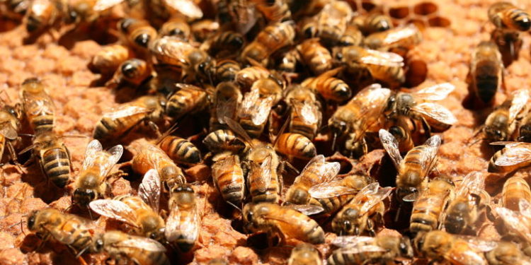 Otro estudio de la FAUBA echa sombras sobre el glifosato: Afirma que retrasa el desarrollo de las abejas
