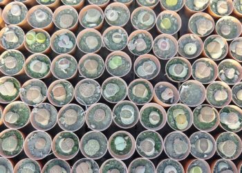 Un enorme vivero de cáctus y suculentas, nuestro candidato a las siete maravillas de la Argentina