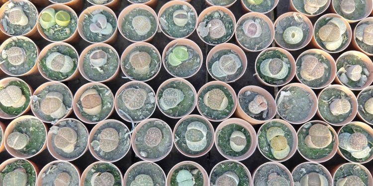 Un enorme vivero de cáctus y suculentas, nuestro candidato a las siete maravillas de la Argentina