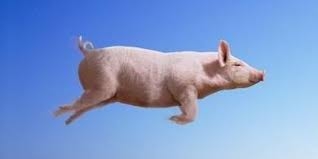 El día que los cerdos vuelen y el kilo de novillo valga menos que el capón…