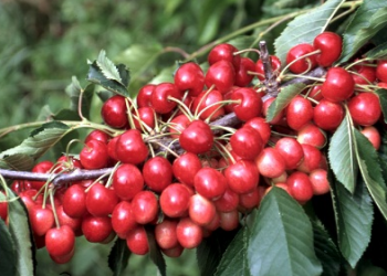 Aníbal Caminiti representa a los productores de cerezas: “Hace 10 años que no crecemos porque no están dadas las condiciones para invertir”