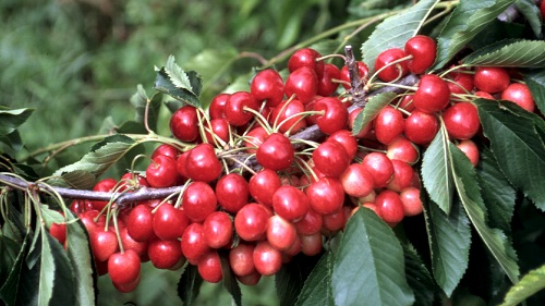 Aníbal Caminiti representa a los productores de cerezas: “Hace 10 años que no crecemos porque no están dadas las condiciones para invertir”