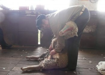 Hace 30 años que no pasaba: Los exportadores de lana se retiraron del mercado justo en plena esquila