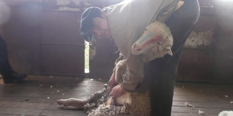 Hace 30 años que no pasaba: Los exportadores de lana se retiraron del mercado justo en plena esquila