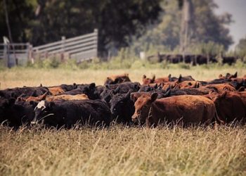 Las Bolsas se organizaron para crear un mercado argentino de bonos de Carbono