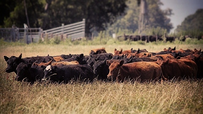Las Bolsas se organizaron para crear un mercado argentino de bonos de Carbono