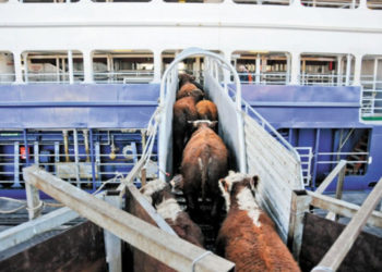 Los chinos son insaciables: Ahora vienen a la Argentina en busca de ganado en pie