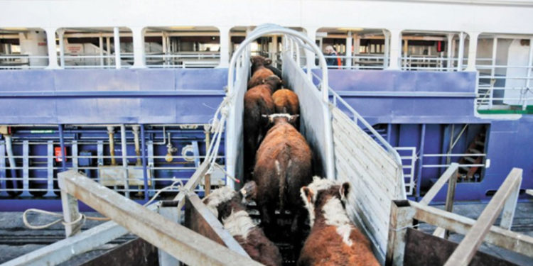 Los chinos son insaciables: Ahora vienen a la Argentina en busca de ganado en pie