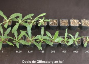 ¿A qué no me vas a creer donde aparecieron ahora señales de resistencia múltiple? Sí, en el cardo chileno