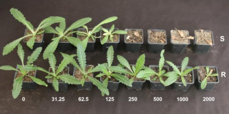 ¿A qué no me vas a creer donde aparecieron ahora señales de resistencia múltiple? Sí, en el cardo chileno