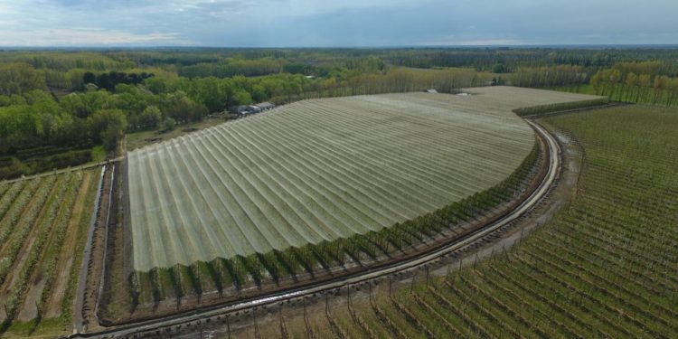 En el Alto Valle de Río Negro ya hay 80 hectáreas cubiertas con mallas antigranizo