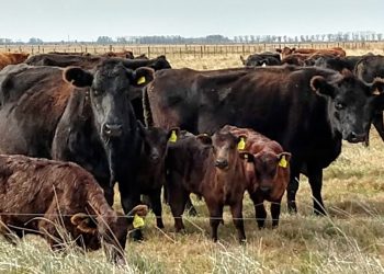El mundo espera que la Argentina aumente su oferta de carne vacuna en 2020: Se exportarían 1 de cada 4 kilos producidos