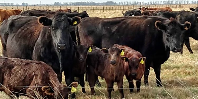 El mundo espera que la Argentina aumente su oferta de carne vacuna en 2020: Se exportarían 1 de cada 4 kilos producidos