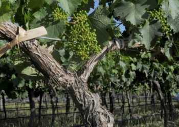 Merece un brindis: Mendoza cree tener prácticamente dominada a la polilla de la vid