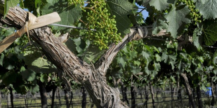 Merece un brindis: Mendoza cree tener prácticamente dominada a la polilla de la vid