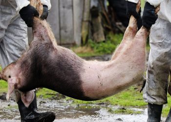 Debido a la Peste Porcina, China reducirá más del 10% su stock de cerdos en 2019, y lo aprovecharán EEUU y Brasil