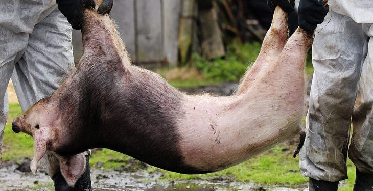 Debido a la Peste Porcina, China reducirá más del 10% su stock de cerdos en 2019, y lo aprovecharán EEUU y Brasil