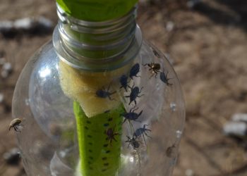 El INTA lanzó un alerta por la elevada presencia de picudo algodonero en el Chaco