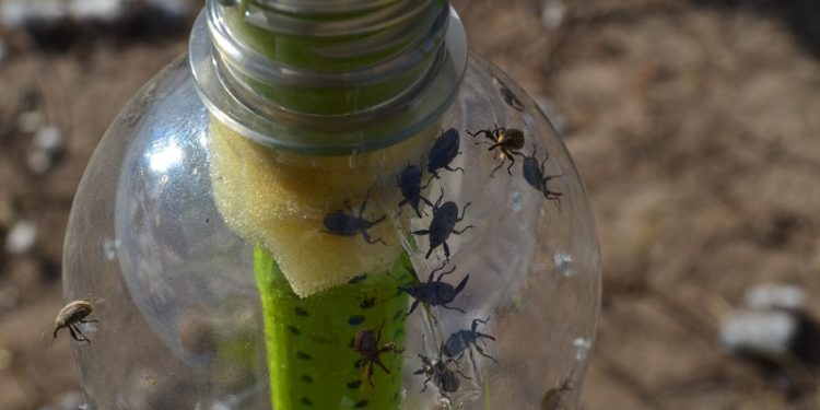 El INTA lanzó un alerta por la elevada presencia de picudo algodonero en el Chaco