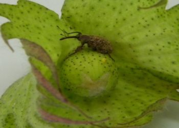 El INTA lanzó un alerta por la elevada presencia de picudo algodonero en el Chaco