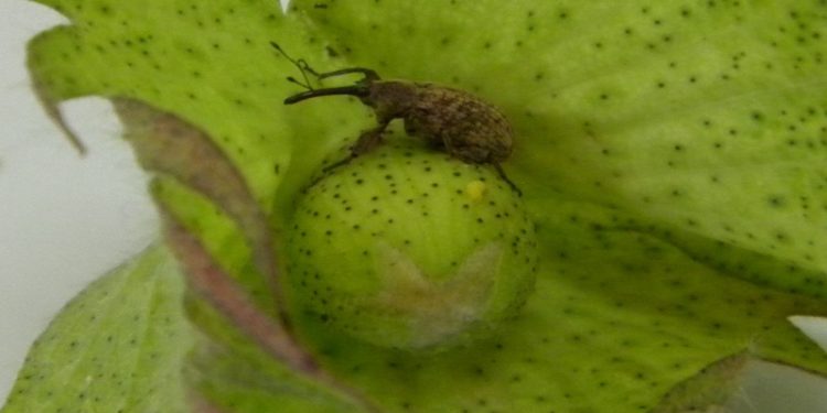 El INTA lanzó un alerta por la elevada presencia de picudo algodonero en el Chaco