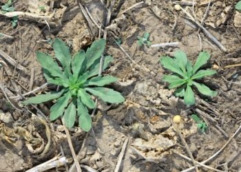 Las malezas resistentes son tantas que ya tienen su ránking: El Yuyo Colorado es como Messi, pero la Rama Negra es Maradona