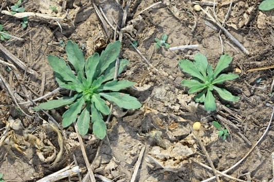 Las malezas resistentes son tantas que ya tienen su ránking: El Yuyo Colorado es como Messi, pero la Rama Negra es Maradona