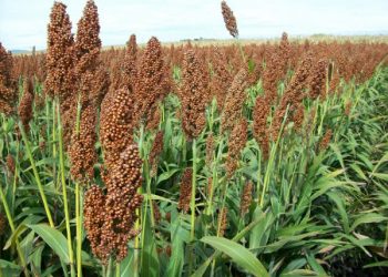 Ensayos agronómicos: Cómo hacer agricultura en el este semiárido de San Luis