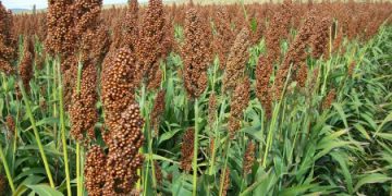 Ensayos agronómicos: Cómo hacer agricultura en el este semiárido de San Luis