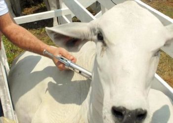 Llegó el día: Brasil deja de vacunar contra la fiebre aftosa otros 9 millones de bovinos en el estado de Paraná
